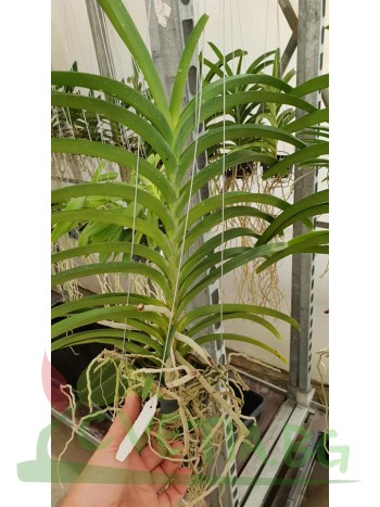 Ванда (V. tessellata x V. sanderiana)